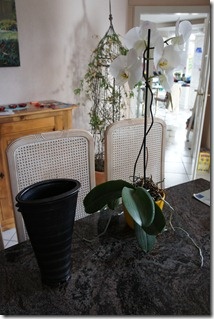 Vase and orchid on my dining table