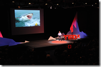 Andrew Sharman - swimming with sharks (that's me in the 2nd row)