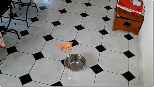 A holocat drinking real water