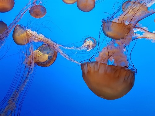 Jellyfish