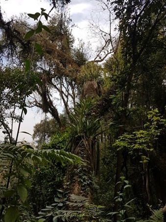 Trees growing from trees