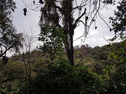 A view outwards across the forest