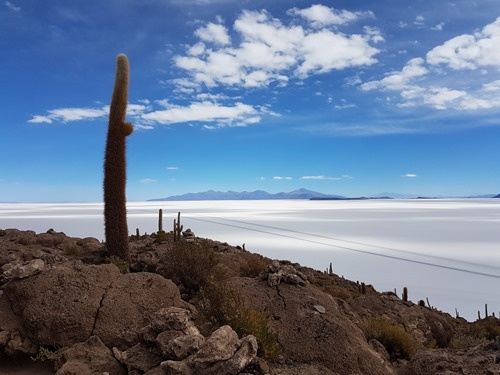 A cactus on Incahuasi