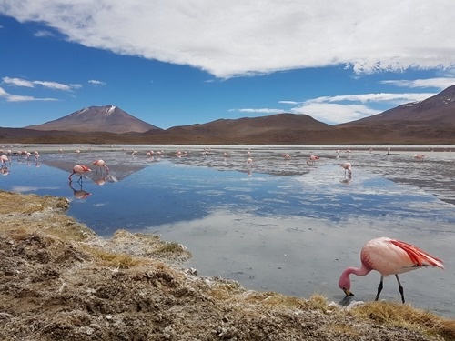 Laguna Hedonda with flamingo