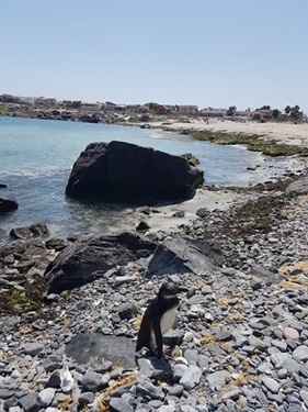 Our first encounter with the penguin