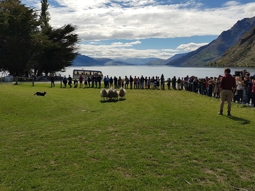 A sheepdog doing its thing