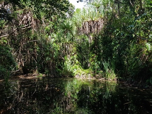 A photo from the rainforest boardwalk