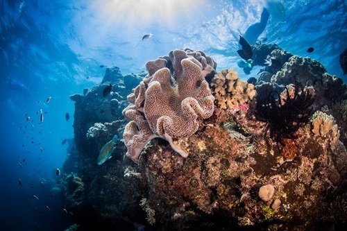 This time with more fish