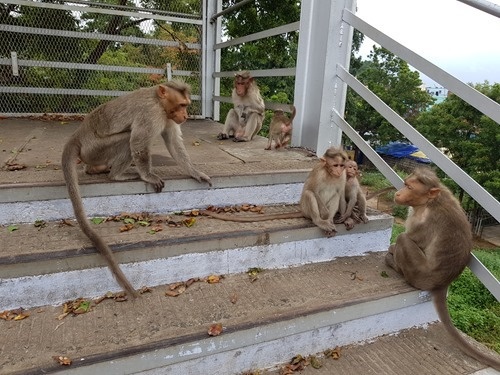 A group of monkeys