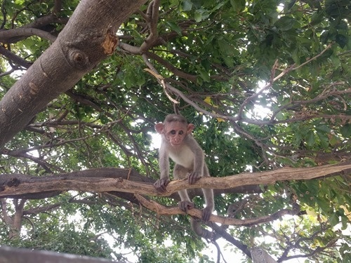 A cute little fellow