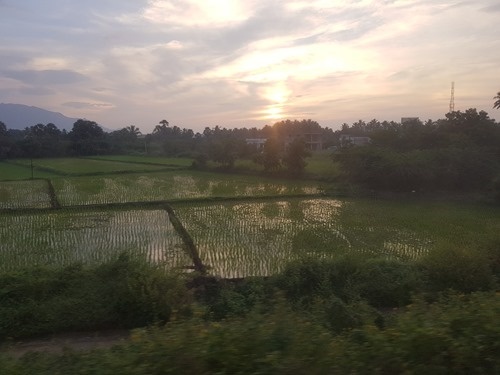 Some more paddy fields