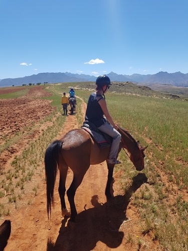 The ponies occasional decided to stop for a bite