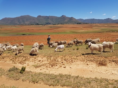 A heard of sheep with its shepherd