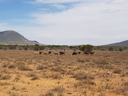Blesbok and black wildebeest
