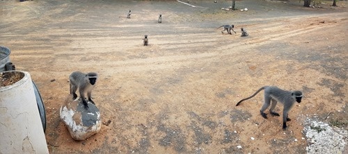 Vervet monkeys
