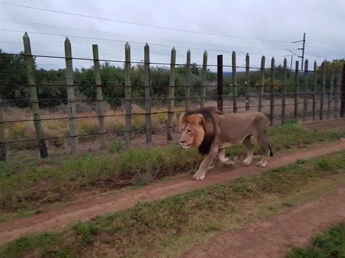 The first lion padding past