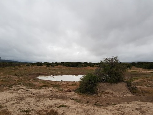 Blue cranes at the watering hole