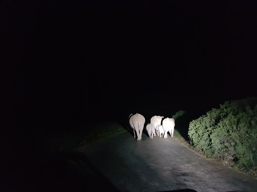 Elephants by night