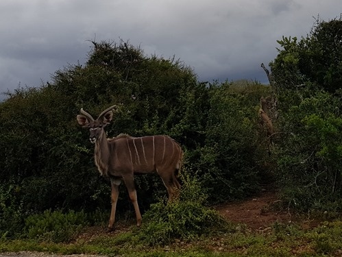 A female kudu