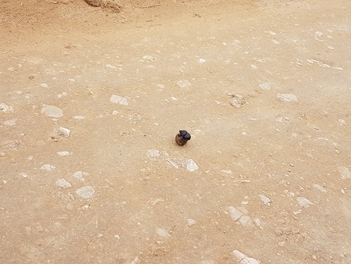A flightless dung beetle