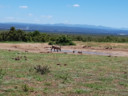 Warthog mum with piglets