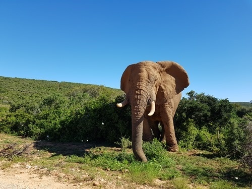 Another bull elephant right by the road