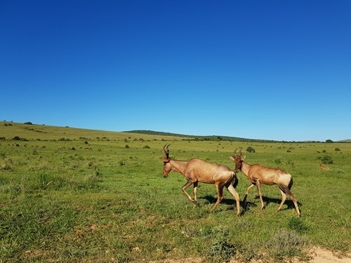 Hartebeest