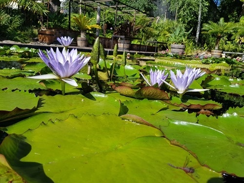 Lily pads