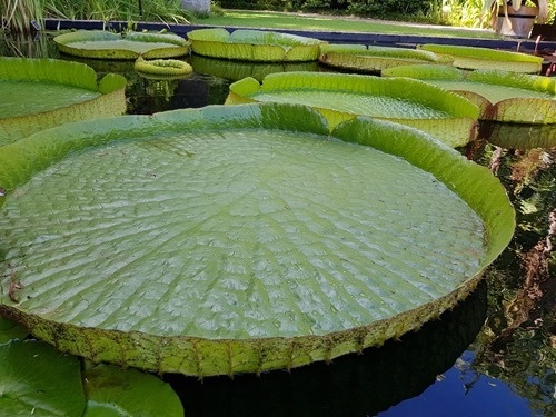 Big lily pads