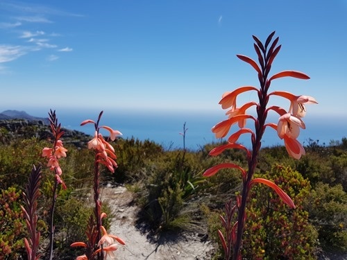 Flowers on Table Mountain