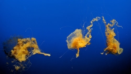 Egg yolk jellyfish