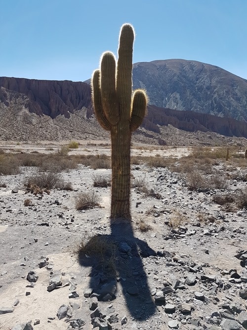 A cactus