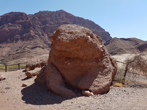 The Frog from the front