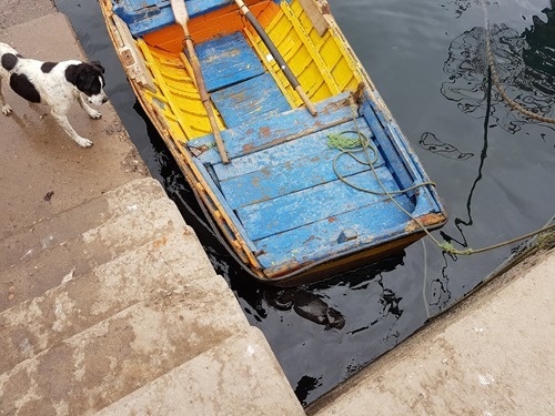 Dog engages sea lions