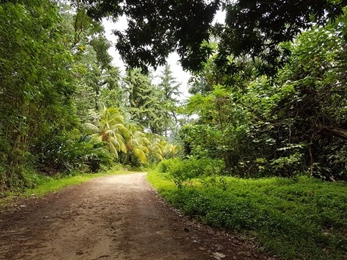 A drive along the pineapple route