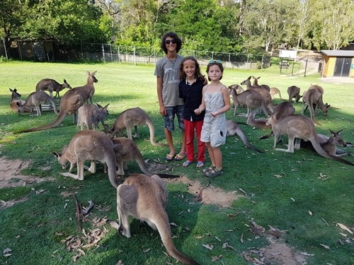 Feeding kangaroos