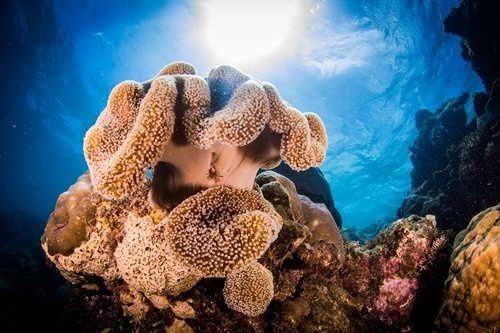 Coral captured with a proper camera