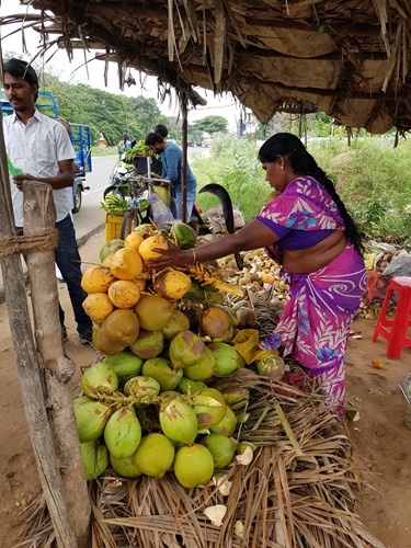 Cutting the coconuts