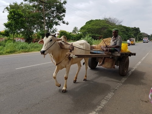 A bullock cart