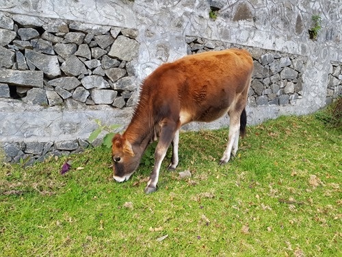 A cow grazing