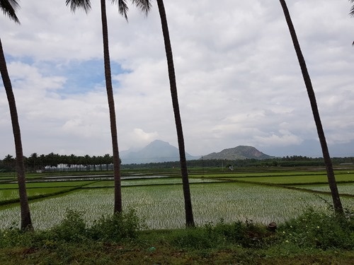 Paddy fields by the road on our drive