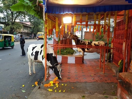Cows eating temple flowers