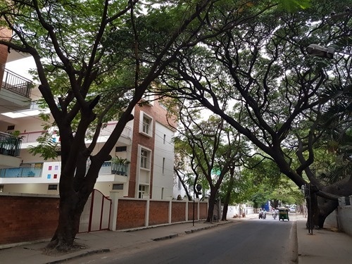 Trees in Bangalore
