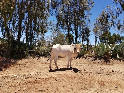A cow