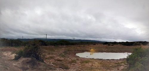 The first lion by the watering hole