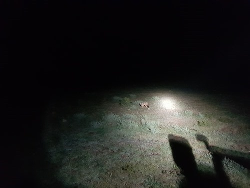 A black-backed jackal