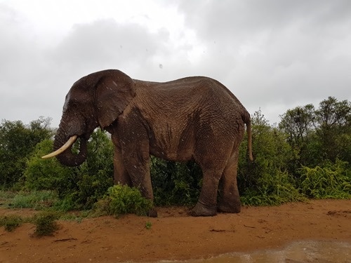 A bull elephant in the rain