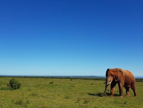 Kept cool with some red mud