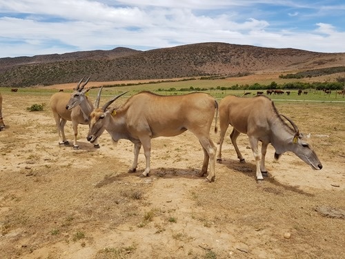 Eland grazing