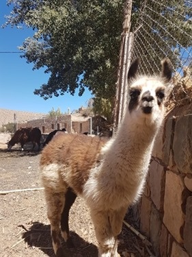 A baby llama in Tilcara